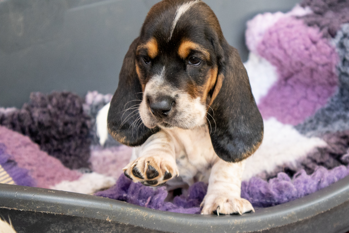 never walk alone allevamento basset hound